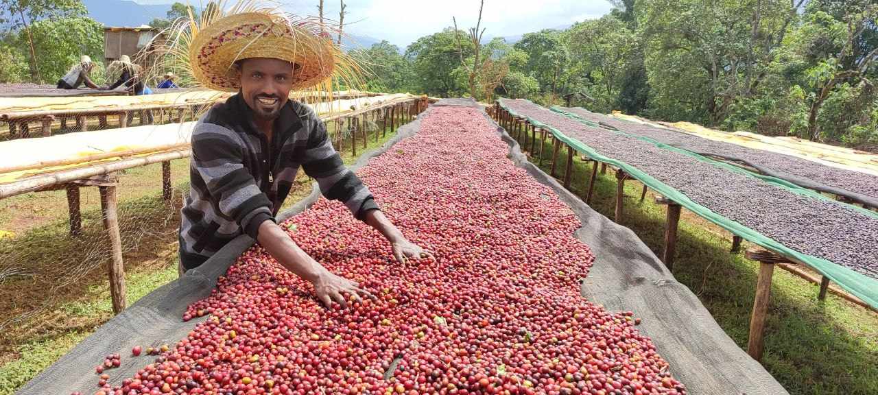 Direct Trade Partnership